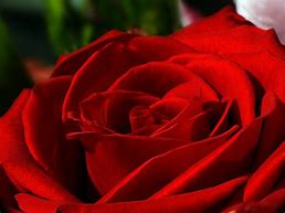 Image result for Red Rose Images. Free