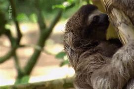Image result for Evil Sloth GIF