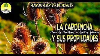 Image result for carducha