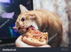 Image result for Ginger Cat Eating Pizza