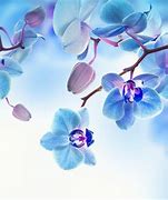 Image result for Orchid Aesthetic
