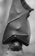 Image result for Black Flying Fox Bat Baby