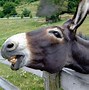 Image result for Donkey or Mule