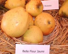 Image result for Yellow Bellflower Apple
