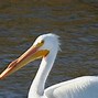 Image result for White Pelican