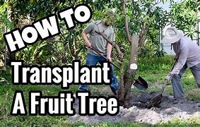 Image result for Transporting Large Fruit Tree