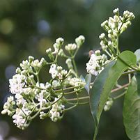 Image result for Heptacodium miconioides Tianshan