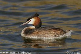 Image result for Podiceps rufopectus