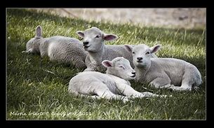 Image result for Sleeping Lamb