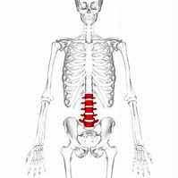 Lumbar vertebrae 的图像结果