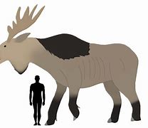 Image result for Deer Jawbone vs Moose