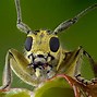 Image result for Good Looking Insects