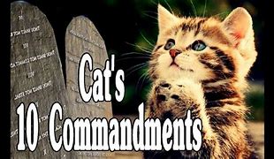 Image result for Cat 10 Commandments