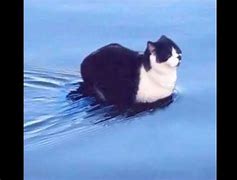 Image result for Floating Cat Pose