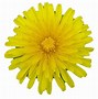 Image result for Dandelion Flower Clip Art Black and White