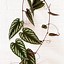 Image result for cissus_discolor