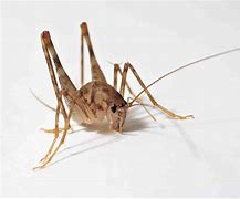 Image result for Bugs That Look Like Crickets