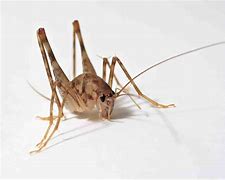Image result for Water Cricket Insect