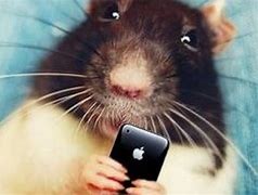 Image result for iPhone Charger Rat