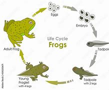 Image result for Frog Life Cycle Eggs