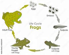 Image result for Cycle Life Tadpole Frog