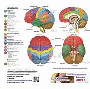 Image result for Human Body and Brain