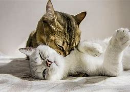 Image result for Walking Cute Couple Cat