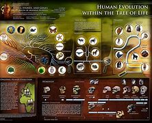 Image result for Evolution Human History Timeline