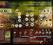 Image result for Evolution Science