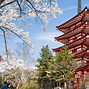 Image result for Shriley Temple Japan