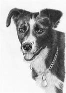 Image result for Old Dog Drawing