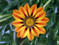 Image result for A Pic. Tue of Flowers