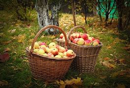 Image result for The Colours of Autumn Apple's