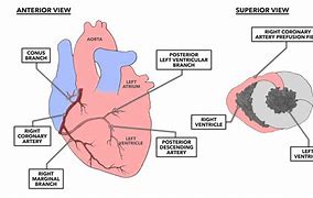 Image result for Coronary Circulation Images
