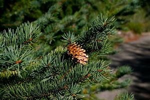 Image result for Picea engelmanii Hobo