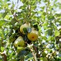 Image result for fruit trees variety