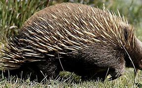 Image result for Spiny Echidna