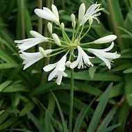 Image result for Agapanthus Thumbelina