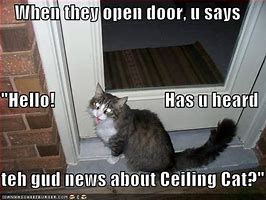 Image result for Hello Basement Cat Meme