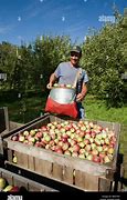 Image result for Apple Bin Knocked Over in Orchard