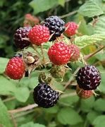 Image result for Black Raspberries vs BlackBerry