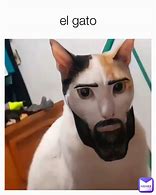 Image result for GL Gato Cat