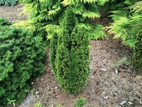 Image result for Taxus baccata Micro