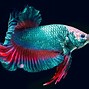 Image result for World's Biggest Betta Fish