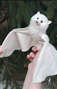 Image result for Cute Bat Cat