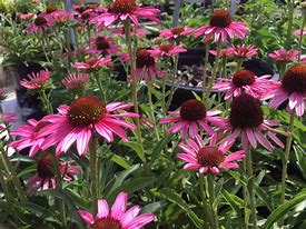 Image result for Echinacea Pixie Meadowbrite™