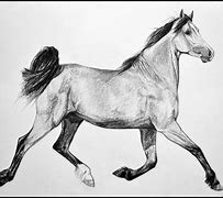 Image result for Lusitano Horse Drawing