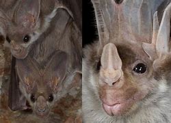 Image result for What Colour Are a Ghost Bat