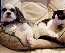Image result for Funny Cats and Dogs