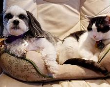 Image result for Funny Cats Dogs